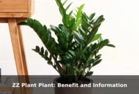 ZZ Plant Plant: Benefit and Information
