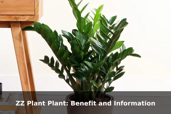 ZZ Plant Plant: Benefit and Information