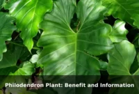Philodendron Plant: Benefit and Information