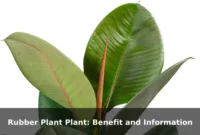Rubber Plant Plant: Benefit and Information