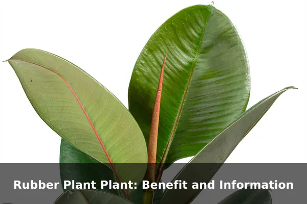Rubber Plant Plant: Benefit and Information
