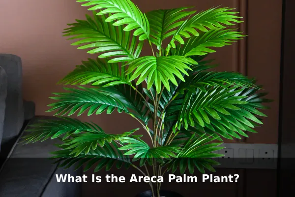 What Is the Areca Palm Plant?