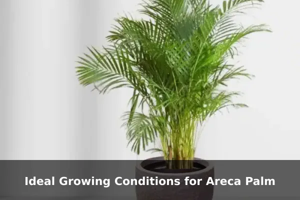 Ideal Growing Conditions for Areca Palm