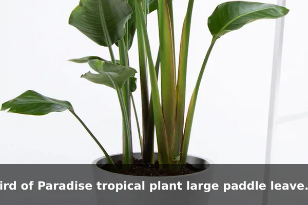 Bird of Paradise tropical plant large paddle leaves indoors