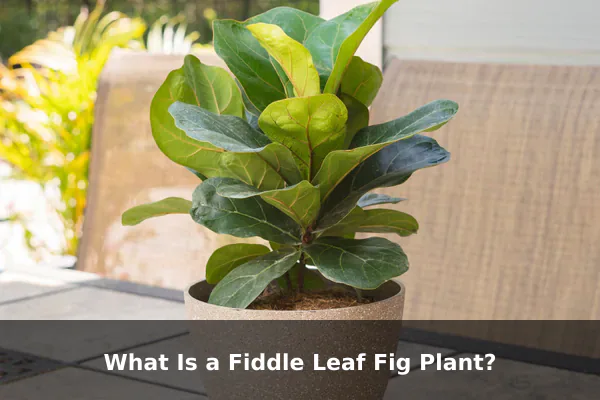 What Is a Fiddle Leaf Fig Plant?