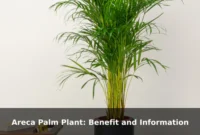 Areca Palm Plant: Benefit and Information