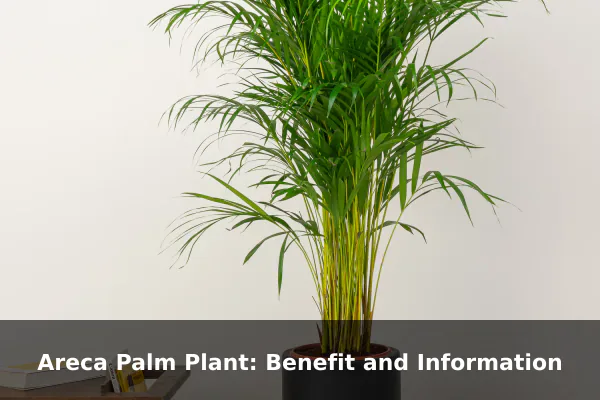 Areca Palm Plant: Benefit and Information