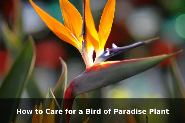 How to Care for a Bird of Paradise Plant
