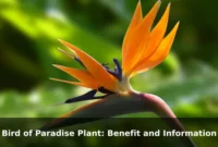 Bird of Paradise Plant: Benefit and Information