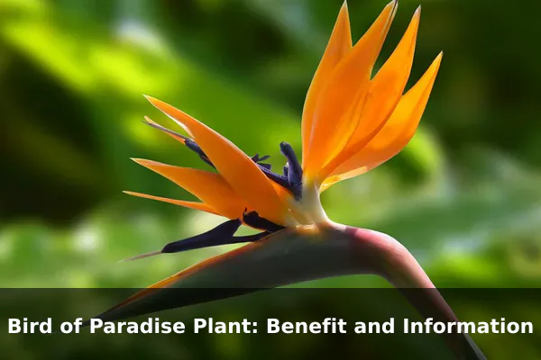 Bird of Paradise Plant: Benefit and Information