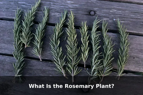 What Is the Rosemary Plant?