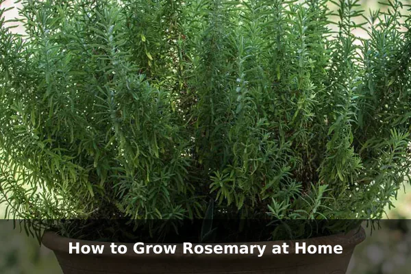 How to Grow Rosemary at Home