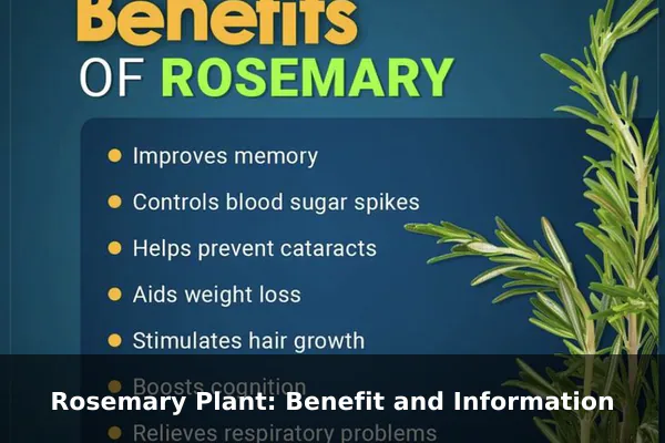 Rosemary Plant: Benefit and Information