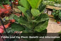 Fiddle Leaf Fig Plant: Benefit and Information