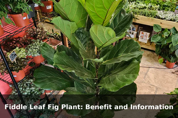 Fiddle Leaf Fig Plant: Benefit and Information