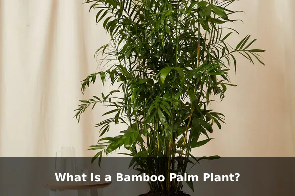 What Is a Bamboo Palm Plant?