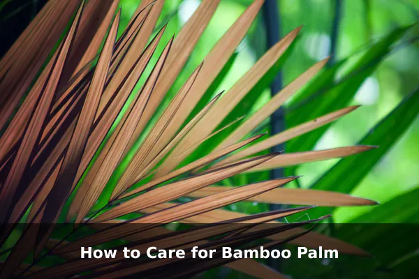 How to Care for Bamboo Palm