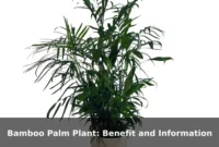 Bamboo Palm Plant: Benefit and Information