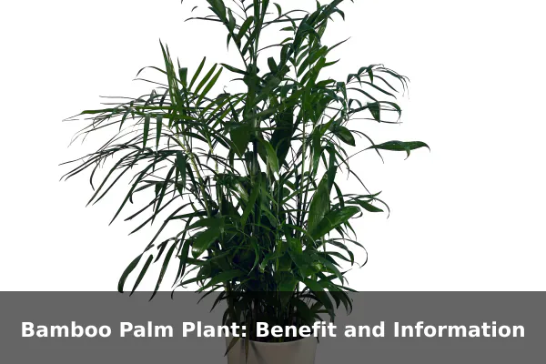 Bamboo Palm Plant: Benefit and Information