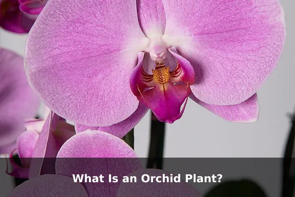 What Is an Orchid Plant?