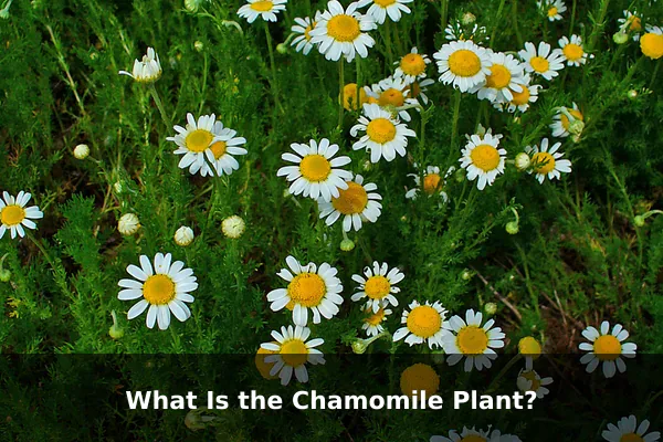 What Is the Chamomile Plant?