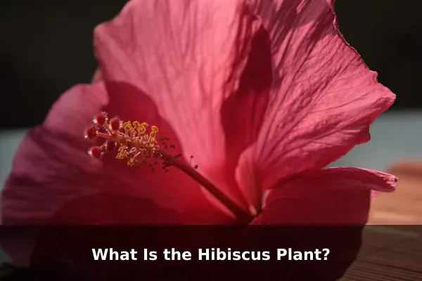 What Is the Hibiscus Plant?