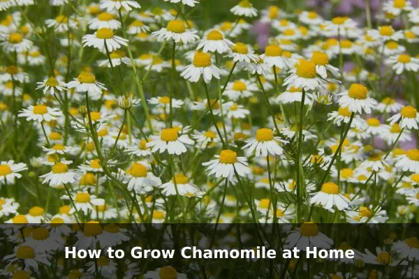 How to Grow Chamomile at Home