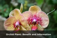 Orchid Plant: Benefit and Information