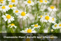 Chamomile Plant: Benefit and Information