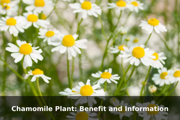 Chamomile Plant: Benefit and Information