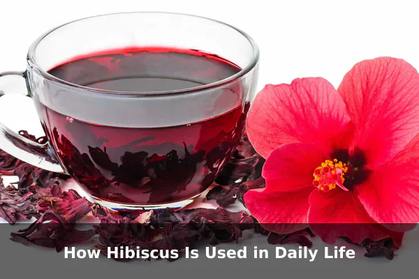 How Hibiscus Is Used in Daily Life