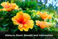 Hibiscus Plant: Benefit and Information Hibiscus Plant: Benefit and Information
