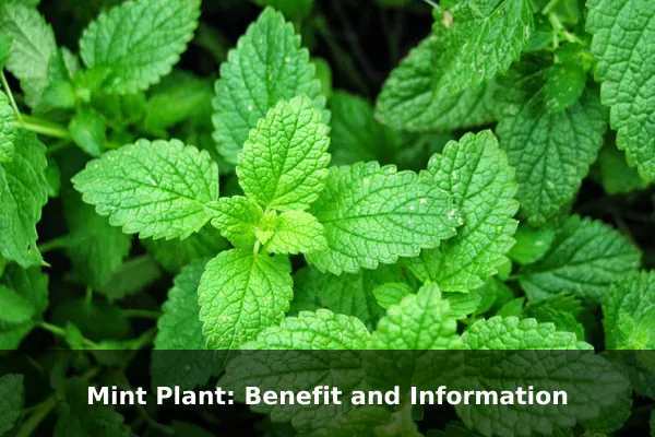 Mint Plant: Benefit and Information