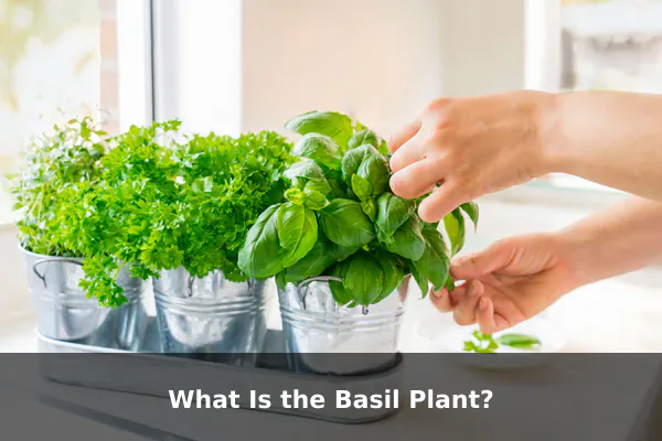 What Is the Basil Plant?