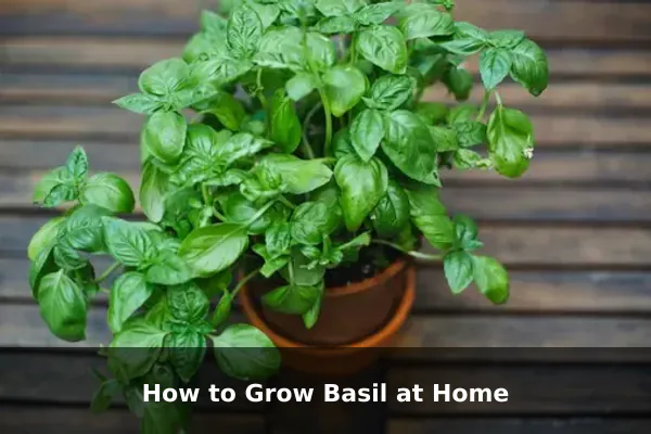 How to Grow Basil at Home