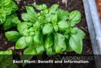 Basil Plant: Benefit and Information