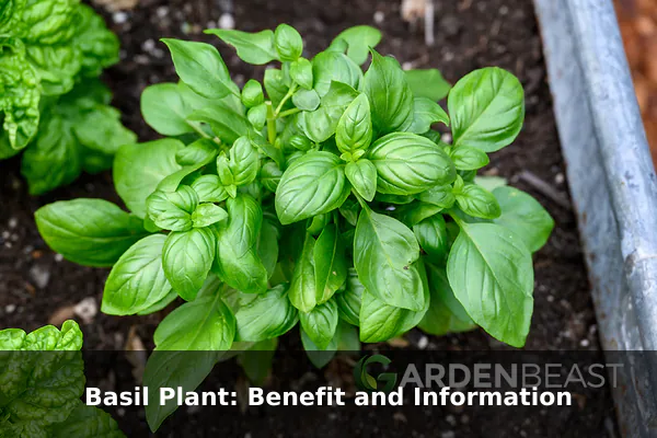 Basil Plant: Benefit and Information