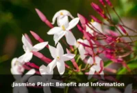 Jasmine Plant: Benefit and Information Jasmine Plant: Benefit and Information