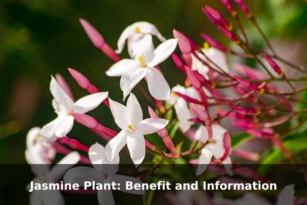 Jasmine Plant: Benefit and Information