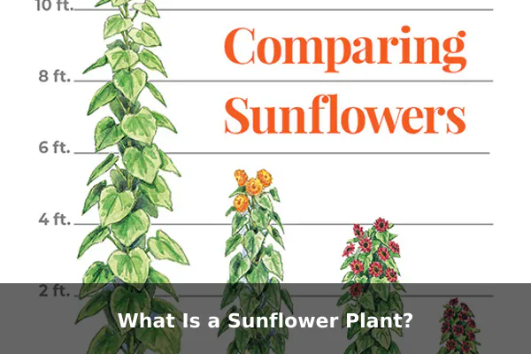 What Is a Sunflower Plant?