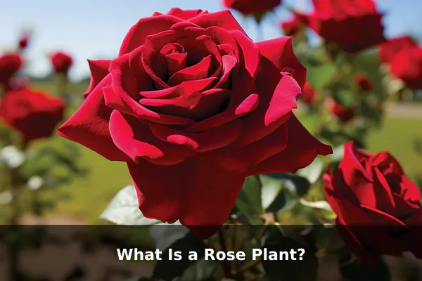What Is a Rose Plant?