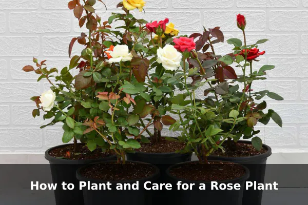 How to Plant and Care for a Rose Plant