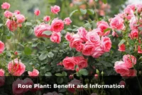 Rose Plant: Benefit and Information