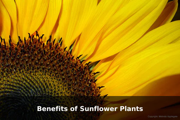 Benefits of Sunflower Plants