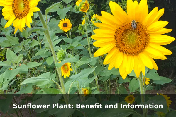 Sunflower Plant: Benefit and Information