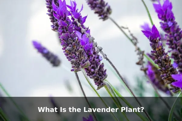 What Is the Lavender Plant?