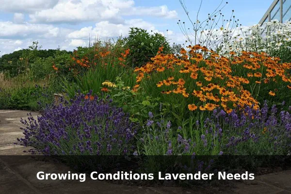 Growing Conditions Lavender Needs