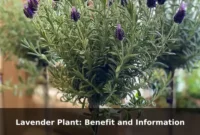 Lavender Plant: Benefit and Information