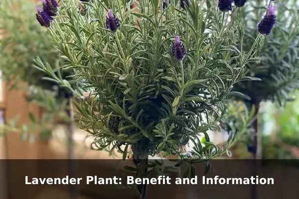 Lavender Plant: Benefit and Information