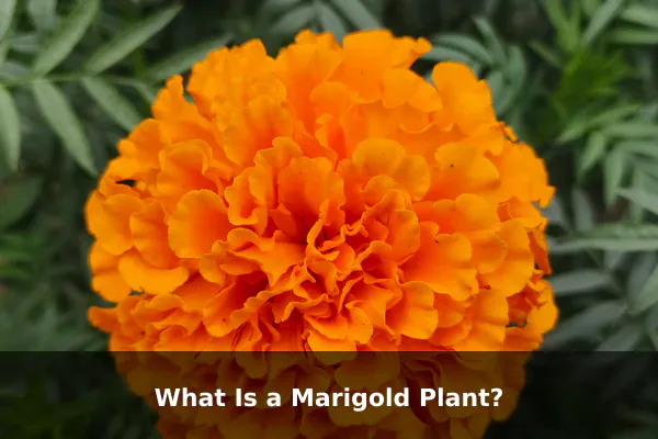 What Is a Marigold Plant?